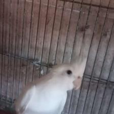 فروش طوطی عروس