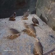 کبک پرورشی چوکار