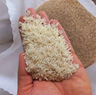 شالیزار سند تک برگ