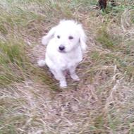 واگذاری رایگان