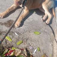 پیتبول قهوه ای رنگ واگذار