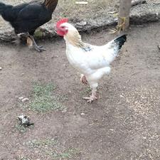 فروش دو عدد خروس برهما بالق