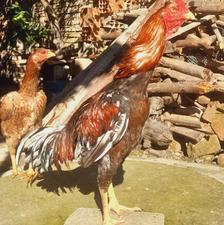 جوجه خروس لاری