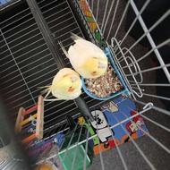 یک جفت عروس هلندی لوتینو با قفس رایگان