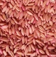 گندم دیم بذری