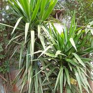 درختچه یوکا...سه شاخه