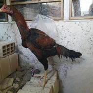 مرغ و خروس لاری اصل افغان