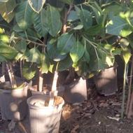 فیکوس تزیینی