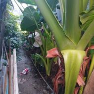 گل باباآدم تمیز