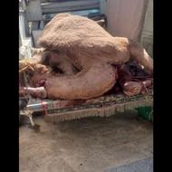 ذبح گوسفندگوساله