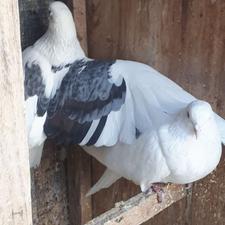 کبوتر پرشی لک توش