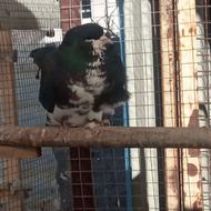 خوشرنگ سیاه،قهوه ایی