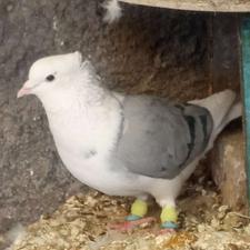 دوکت سبز، نر