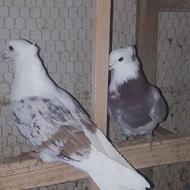 کبوتر پرشی آس وآنتیک