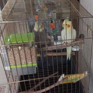 عروس هلندی جفت