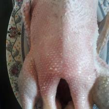 اردک محلی درجه یک