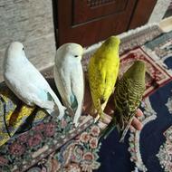 مرغ عشق های دستی