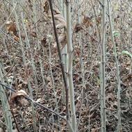 نهال چنال یکساله و دوساله .در سایز های مختلف .