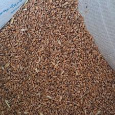 گندم باسیلو فی52.یک تن