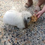 دو عدد خرگوش نژاد دار لوپ نرو ماده