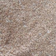 گندم دیم فروشی