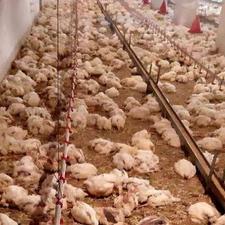 مرغ تلفاتی با پر