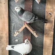 فروش 10 عدد کبوتر پرشی