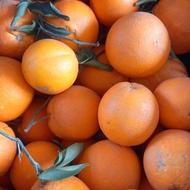فروش پرتقال تامسون