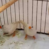 فنچ زبرا سالم سرحال پرورش خونگی