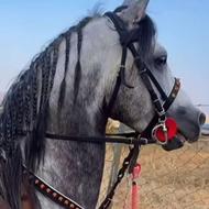 اسب سوز گلدار