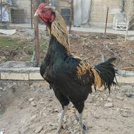 خروس مرغ لاری