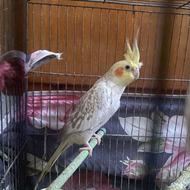 طوطی عروس ماده دوتا