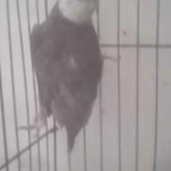 دوعدد عروس هلندی