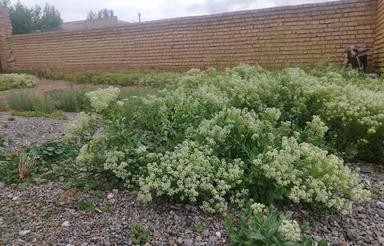 زمین مسکونی