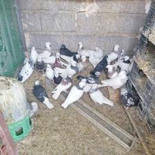 40عددکبوتر به فروش میرسد