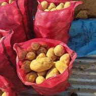 سیب زمینی تازه زرد