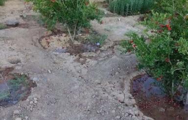 باغ اناری سید ملکشاه