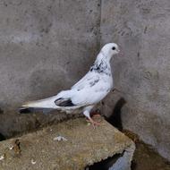 کبوتر پرشی پشتک زن