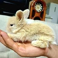 خرگوش لوپ هلندی اصیل و بازیگوش