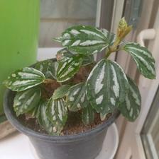 پیله آی برگ هندوانه ای