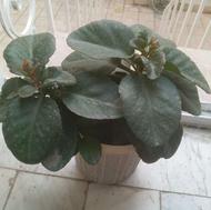 گلهای قاشقی