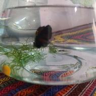 4ماهی فایتر ماده خوش رنگ با اصالت و یک فایتر نر مشکی نارنجی