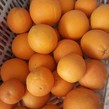 پرتقال تامسون