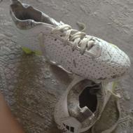 کفش فوتبال پردیتور