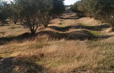 زمین و باغ ابی