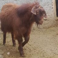 بزغاله نر گوشتی