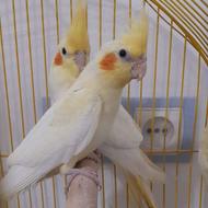 عروس هلندی 2ماهه سالم