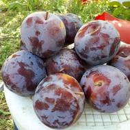 حراج انواع نهال