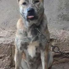 سگ ماده افغان واگذاری