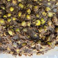 زیتون پرورده مناسب بنابی ها و رستوران ها